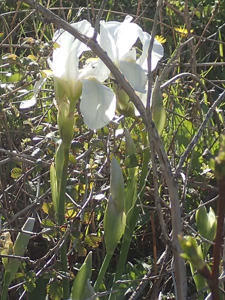 Iris albicans / White Cemetery Iris, Chios Viki 30.3.2016