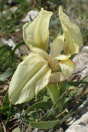 Iris suaveolens / Turkish Dwarf Iris, Chios Katavasi 30.3.2016