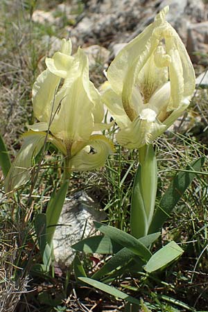 Iris suaveolens \ Vielfarben-Zwerg-Schwertlilie / Turkish Dwarf Iris, Chios Katavasi 30.3.2016