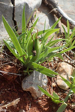 Iris suaveolens \ Vielfarben-Zwerg-Schwertlilie / Turkish Dwarf Iris, Chios Kalamoti 2.4.2016