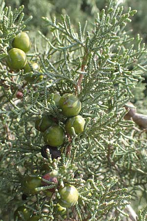 Cupressus sempervirens var. horizontalis \ Mittelmeer-Zypresse / Mediterranean Cypress, Chios Kato Fana 29.3.2016