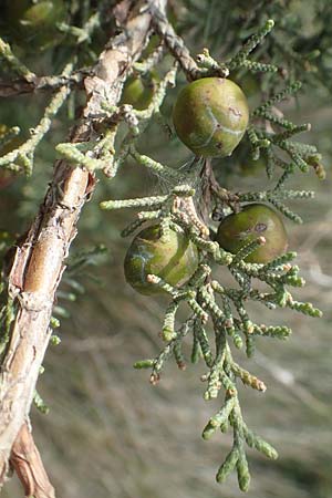 Cupressus sempervirens var. horizontalis / Mediterranean Cypress, Chios Kato Fana 29.3.2016