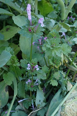 Lamium amplexicaule \ Stngelumfassende Taubnessel / Henbit Dead-Nettle, Chios Kampos 28.3.2016