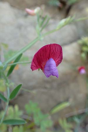 Lathyrus articulatus \ Glieder-Platterbse / Jointed-Podded Pea, Chios Emporios 29.3.2016