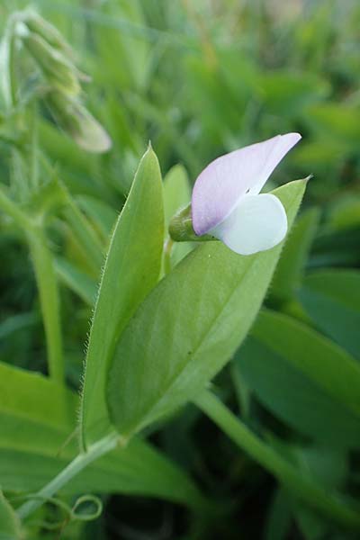 Lathyrus sativus \ Saat-Platterbse, Kicher-Platterbse / White Vetchling, Flat-Podded Vetchling, Chios Viki 31.3.2016