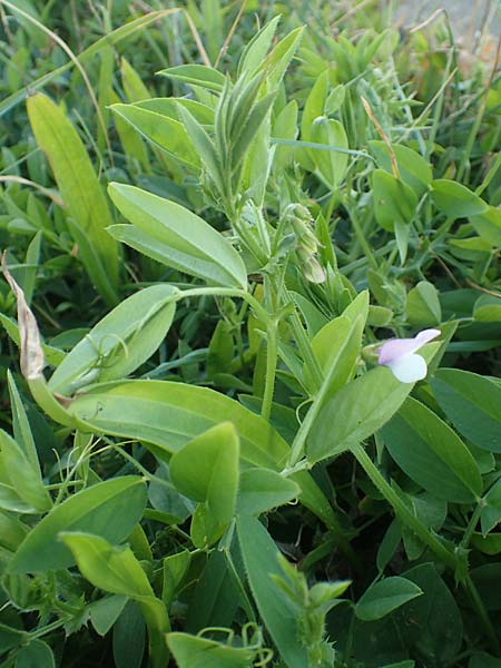 Lathyrus sativus \ Saat-Platterbse, Kicher-Platterbse / White Vetchling, Flat-Podded Vetchling, Chios Viki 31.3.2016