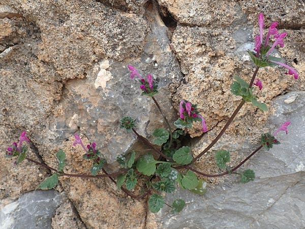 Lamium amplexicaule \ Stngelumfassende Taubnessel / Henbit Dead-Nettle, Chios Mesta 2.4.2016