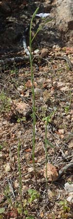 Linum bienne \ Zweijhriger Lein, Chios Kalamoti 2.4.2016