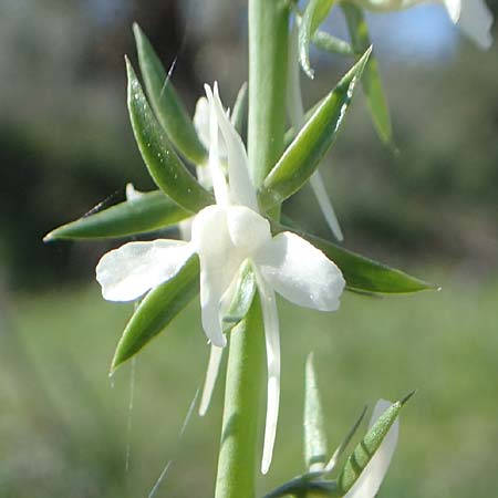 Linaria chalepensis \ Aleppo-Leinkraut / Mediterranean Toadflax, Aleppo Toadflax, Chios Pirgi 29.3.2016