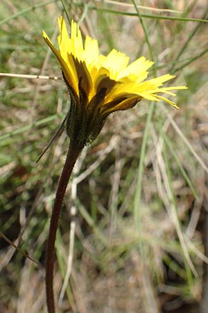 Leontodon tuberosus \ Knolliger Lwenzahn / Tuberous Hawkbit, Chios Avgonima 28.3.2016