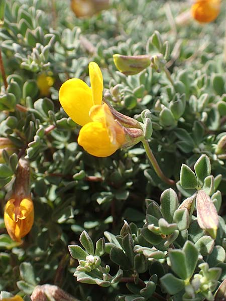 Lotus halophilus \ Salzliebender Hornklee / Greater Bird's-Foot Trefoil, Chios Olimbi, Agios Dynami 1.4.2016