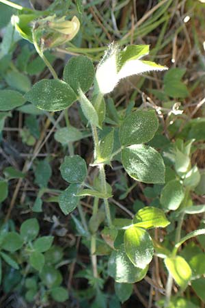 Lathyrus laxiflorus \ Lockerbltige Platterbse / Lax-Flowered Vetchling, Chios Viki 31.3.2016