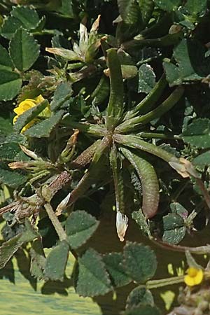 Medicago monspeliaca \ Montpellier-Bockshornklee, Franzsischer Schneckenklee / Hairy Trigonella, Star-Fruited Fenugreek, Chios Avgonima 28.3.2016