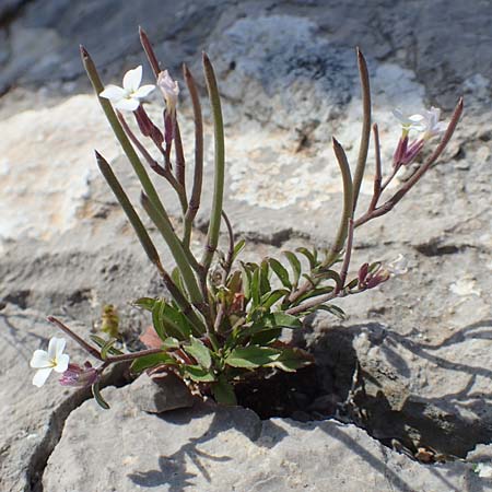 Malcolmia chia \ Chios-Meerviole / Chian Stock, Aegaean Stock, Chios Anavatos 28.3.2016