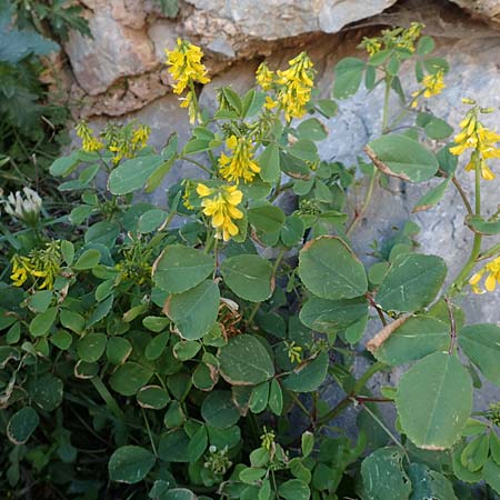 Melilotus italicus \ Italienischer Honigklee / Italian Melilot, Chios Anavatos 28.3.2016