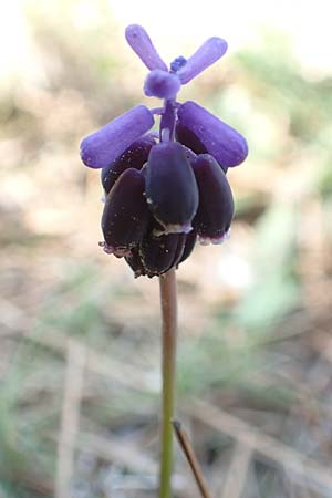 Muscari neglectum \ bersehene Traubenhyazinthe, Weinbergs-Trubel / Grape Hyacinth, Chios Moni Agiou Markou 28.3.2016