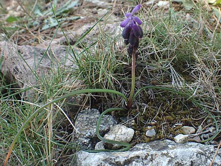 Muscari neglectum \ bersehene Traubenhyazinthe, Weinbergs-Trubel / Grape Hyacinth, Chios Moni Agiou Markou 28.3.2016