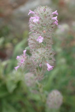 Micromeria nervosa \ Palstina-Steinminze, Chios Mesta 2.4.2016