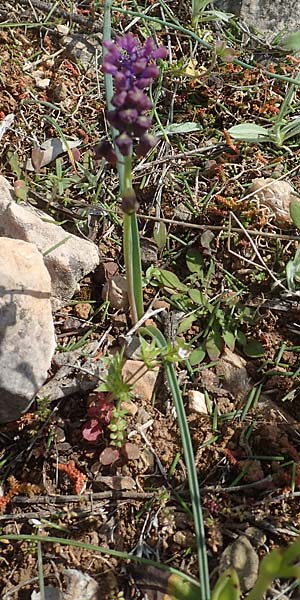 Muscari weissii / Weiss' Hyacinth, Chios Kato Fana 29.3.2016