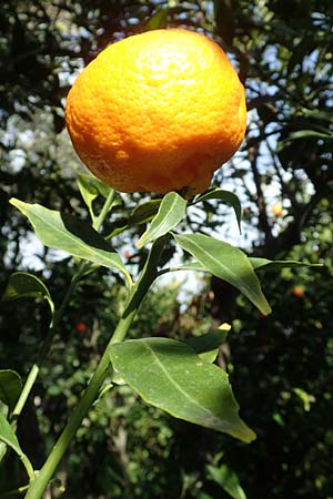 Citrus reticulata \ Mandarinen-Baum / Mandarin Tree, Chios Kampos 1.4.2016