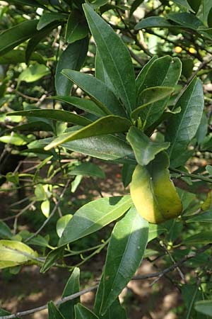 Citrus reticulata \ Mandarinen-Baum, Chios Kampos 1.4.2016