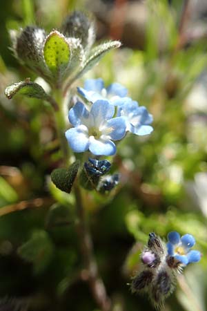 Myosotis incrassata ? \ Dickblttriges Vergissmeinnicht / Thick-Leafed Forget-me-not, Chios Viki 31.3.2016