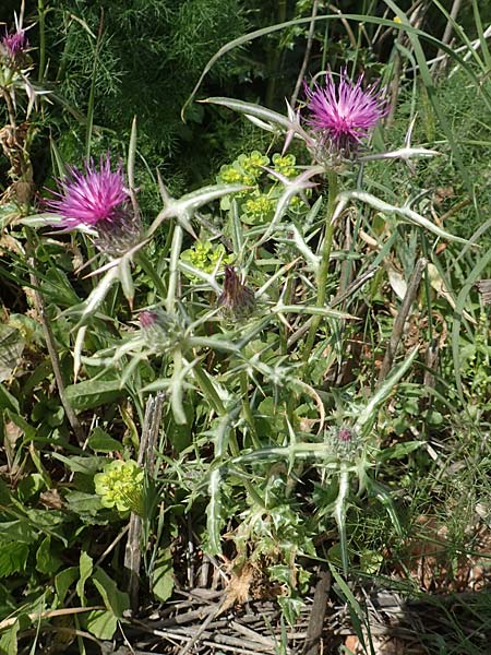 Notobasis syriaca \ Syrische Kratzdistel, Chios Olimbi 1.4.2016