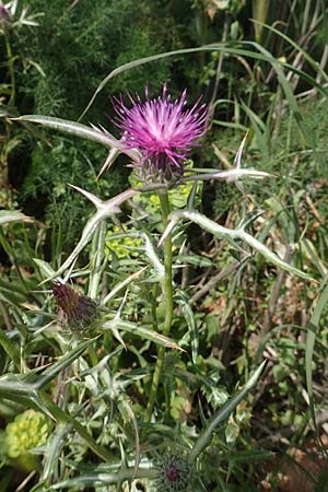 Notobasis syriaca \ Syrische Kratzdistel / Syrian Thistle, Chios Olimbi 1.4.2016