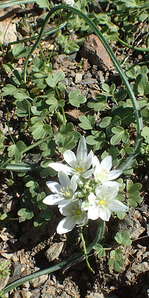 Ornithogalum armeniacum \ Armenischer Milchstern / Armenian Star of Bethlehem, Chios Viki 31.3.2016