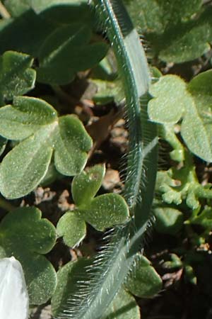 Ornithogalum armeniacum \ Armenischer Milchstern, Chios Viki 31.3.2016