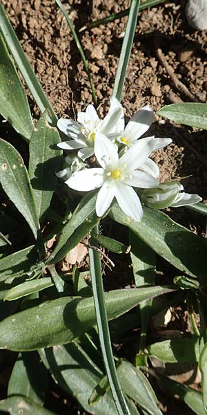 Ornithogalum armeniacum \ Armenischer Milchstern, Chios Viki 31.3.2016