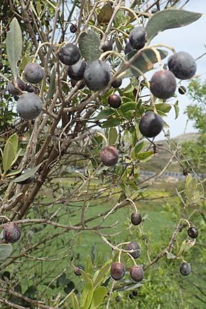 Olea europaea var. europaea \ lbaum / Olive, Chios Kalamoti 2.4.2016