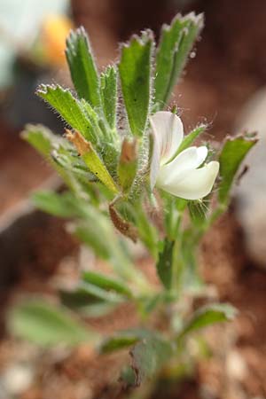 Ononis reclinata \ Nickende Hauhechel, Chios Olimbi, Agios Dynami 1.4.2016