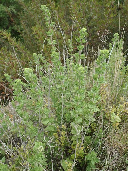 Origanum onites \ Griechischer Majoran, Trkischer Oregano / Cretan Oregano, Turkish Oregano, Chios Mesta 2.4.2016