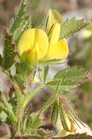 Ononis ornithopodioides \ Vogelfuhnlicher Hauhechel / Bird Restharrow, Chios Elinda 30.3.2016