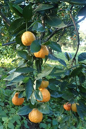 Citrus x sinensis \ Apfelsine, Orangen-Baum, Chios Kampos 28.3.2016