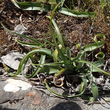 Ornithogalum montanum \ Berg-Milchstern / Mountain Star of Bethlehem, Chios Anavatos 28.3.2016