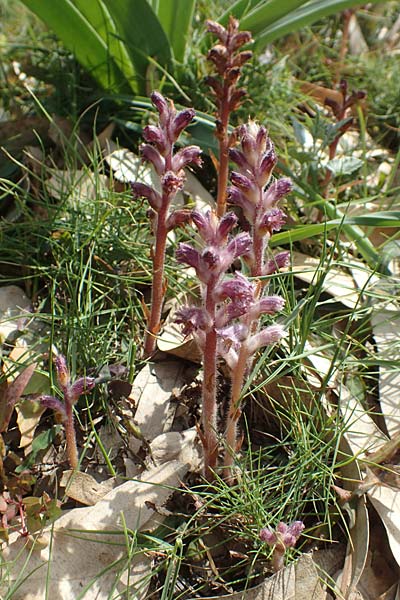 Orobanche pubescens / Hairy Broomrape, Chios Olimbi, Agios Dynami 1.4.2016