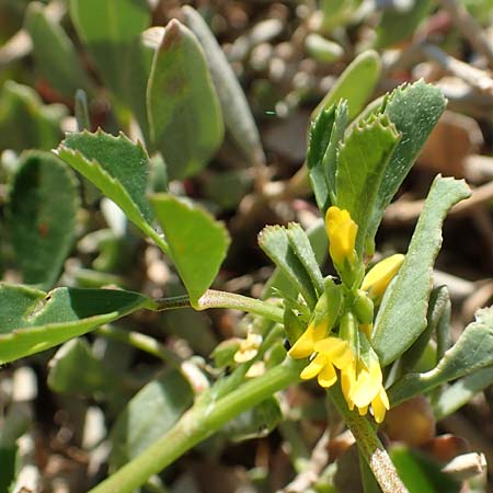 Melilotus messanensis \ Sizilianischer Steinklee, Chios Kato Fana 29.3.2016