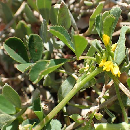 Melilotus messanensis \ Sizilianischer Steinklee / Sicilian Melilot, Southern Melilot, Chios Kato Fana 29.3.2016