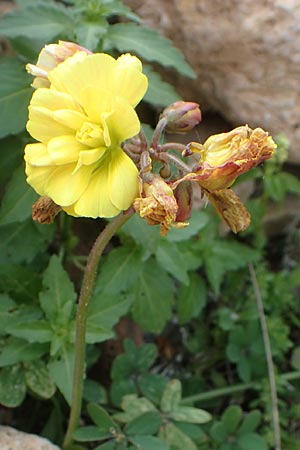 Oxalis pes-caprae \ Nickender Sauerklee, Chios Emporios 29.3.2016