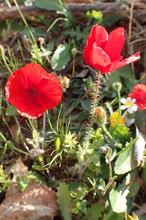 Papaver rhoeas \ Klatsch-Mohn / Common Poppy, Chios Olimbi, Agios Dynami 1.4.2016