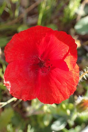 Papaver rhoeas \ Klatsch-Mohn / Common Poppy, Chios Olimbi, Agios Dynami 1.4.2016