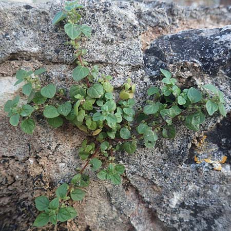 Parietaria cretica \ Kretisches Glaskraut / Cretan Pellitory-of-the-Wall, Chios Vessa 1.4.2016