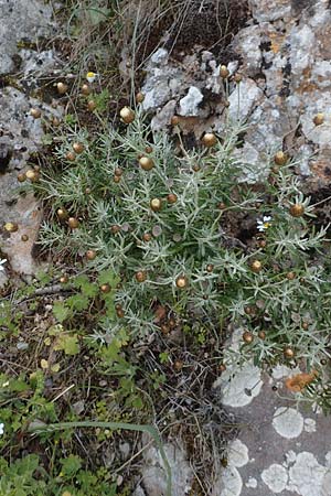 Phagnalon graecum / Eastern Phagnalon, Chios Anavatos 28.3.2016