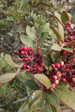 Pistacia lentiscus \ Pistazie, Chios Emporios 29.3.2016