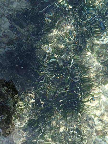 Zostera marina \ Gewhnliches Seegras / Eelgrass, Chios Olimbi, Agios Dynami 1.4.2016