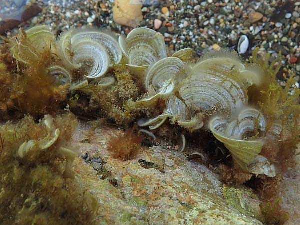 Padina pavonica \ Trichter-Alge, Engelstrompete / Peacock's Tail, Chios Kato Fana 29.3.2016