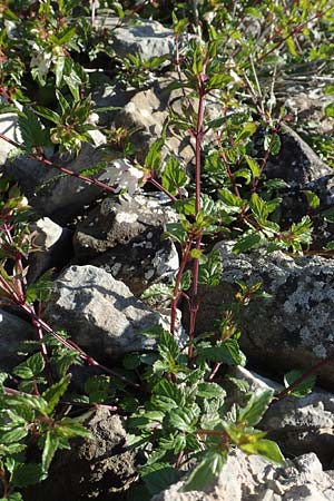 Prasium majus \ Groer Klippenziest, Chios Pirgi 29.3.2016