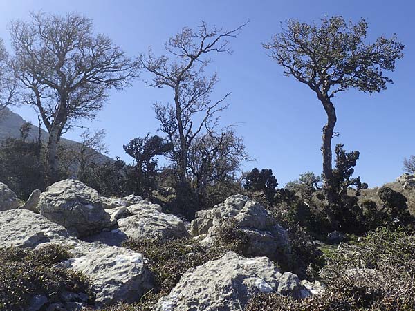 Quercus coccifera \ Kermes-Eiche, Stech-Eiche / Kermes Oak, Chios Viki 31.3.2016